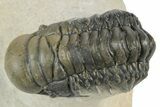 Detailed Crotalocephalina Trilobite - Atchana, Morocco #249785-3